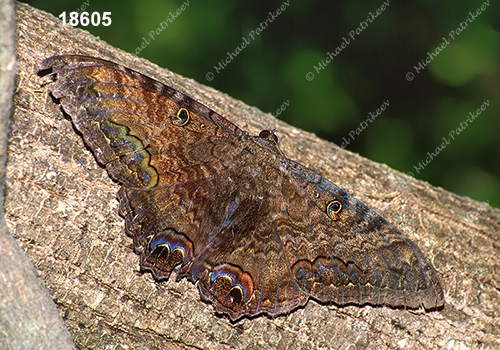 Black Witch (Ascalapha odorata)